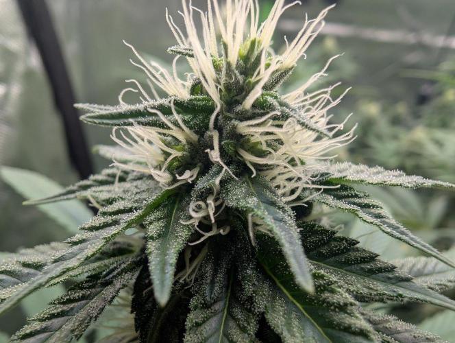 Monkey Venom. Week 11