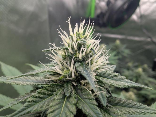 Monkey Venom. Week 11