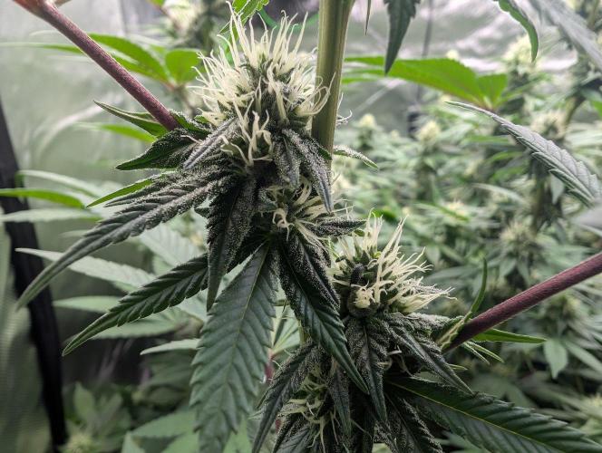 Monkey Grease. Week 11