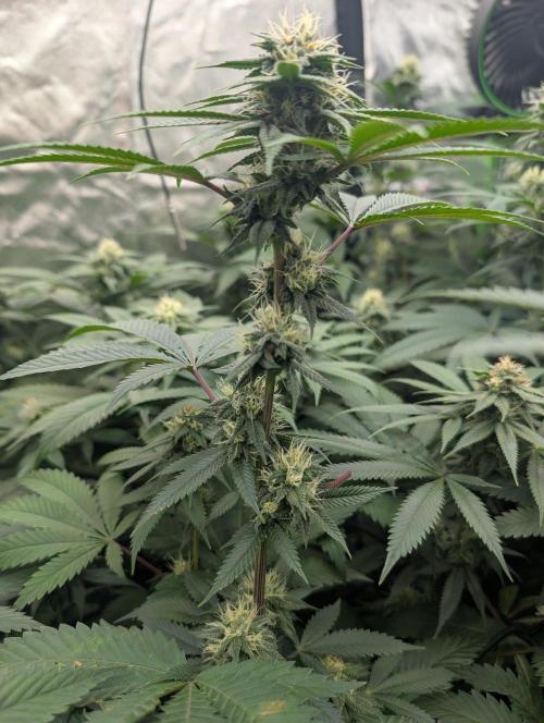 OG Nana. Week 11