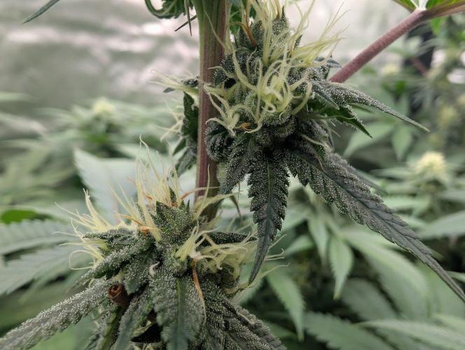 OG Nana. Week 11