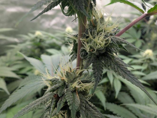 OG Nana. Week 11