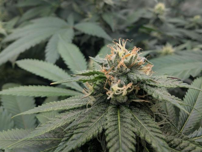 OG Nana. Week 11