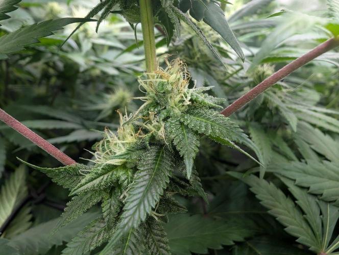 Banana Cream OG. Week 11