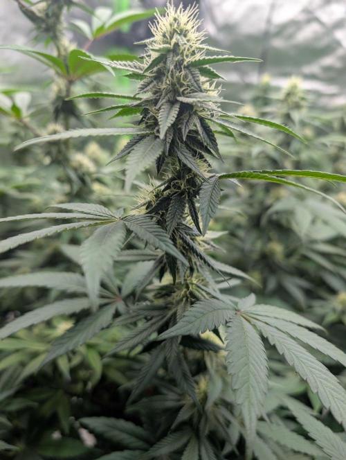 Lovely Z. Week 11