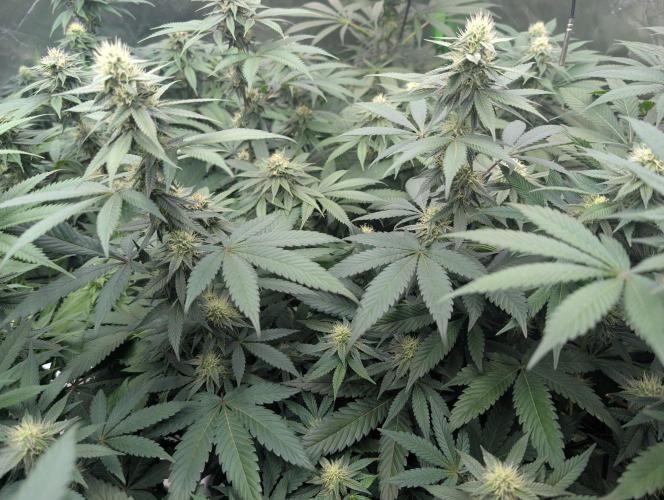 Lovely Z. Week 11