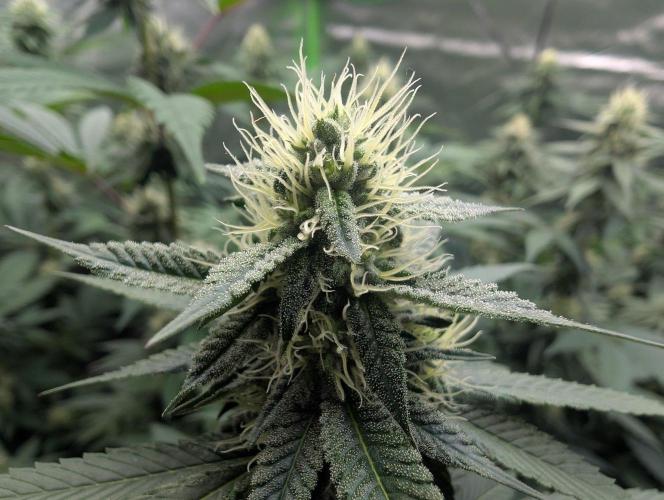 Lovely Z. Week 11