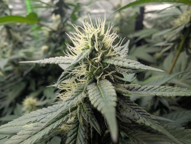 Lovely Z. Week 11