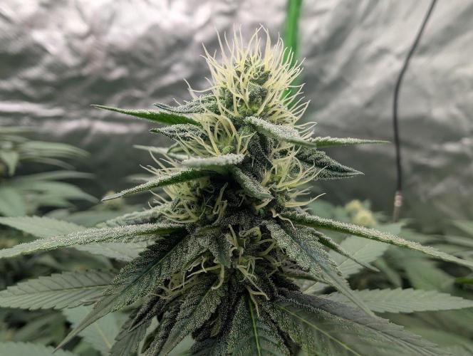 Lovely Z. Week 11