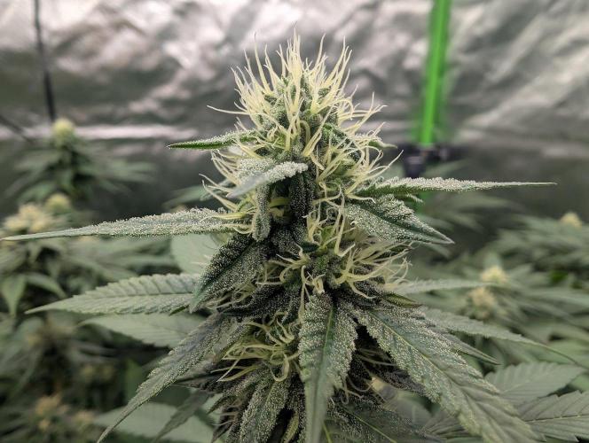 Zkittlez. Week 11