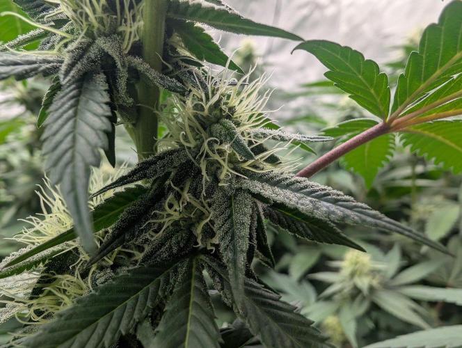 Lovely Z. Week 11