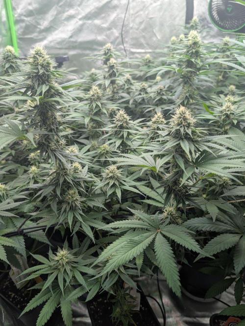 Do Si Tang. Week 11