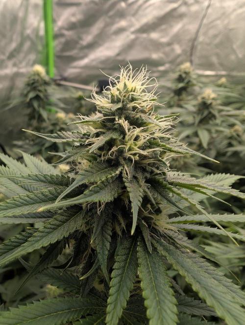 Do Si Tang. Week 11