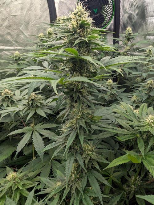 Do Si Tang. Week 11