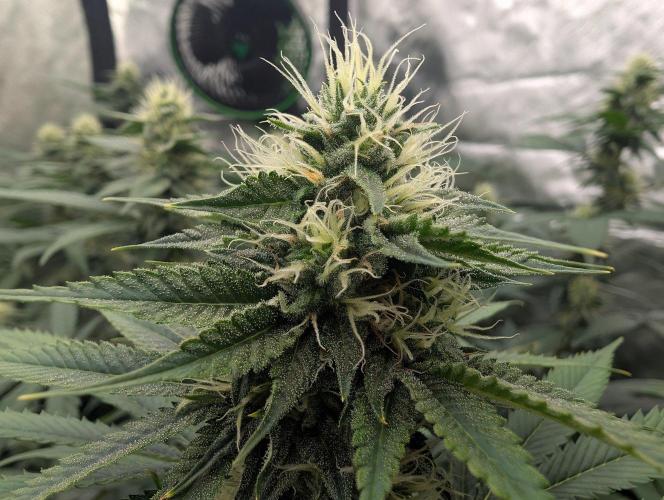 Do Si Tang. Week 11