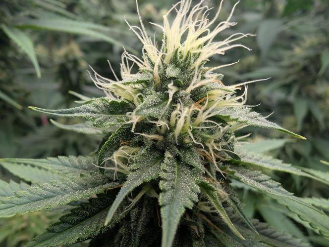 Do Si Tang. Week 11