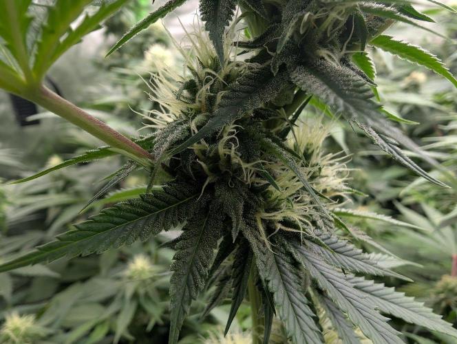 Do Si Tang. Week 11