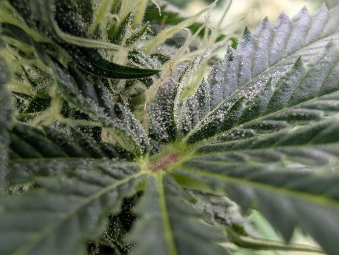 Orange Biscuit. Week 11