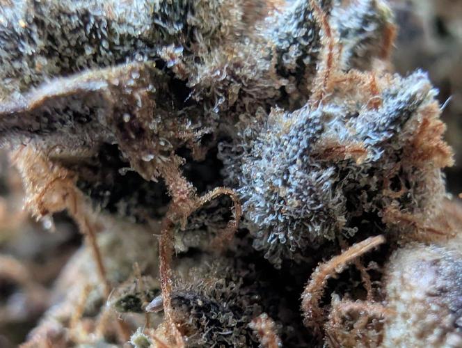 Big Blackberry. Week 21