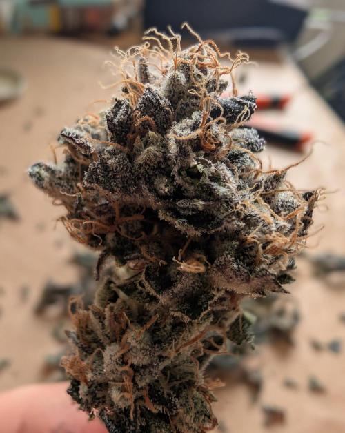 double cherry. Week 21