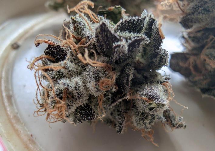 double cherry. Week 21