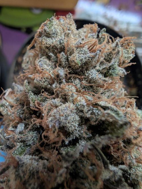 raisin. Week 20