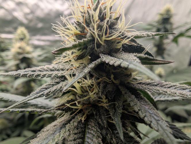 Pink Gelato 🍦😋. Week 12
