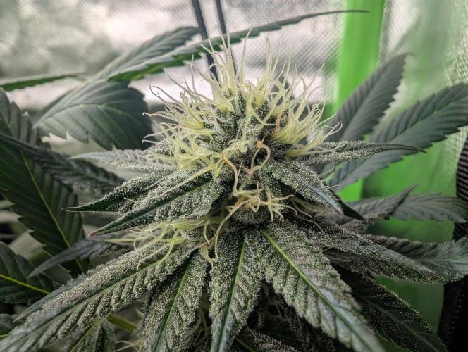 Pink Gelato 🍦😋. Week 12
