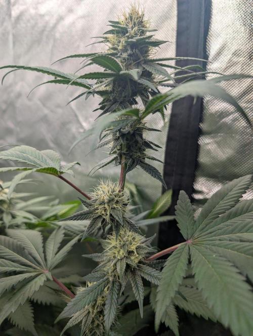 Pink Gelato 🍦😋. Week 12