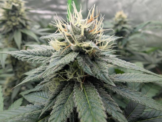 Pink Gelato 🍦😋. Week 12