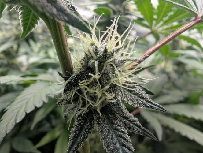 Pink Gelato 🍦😋. Week 12