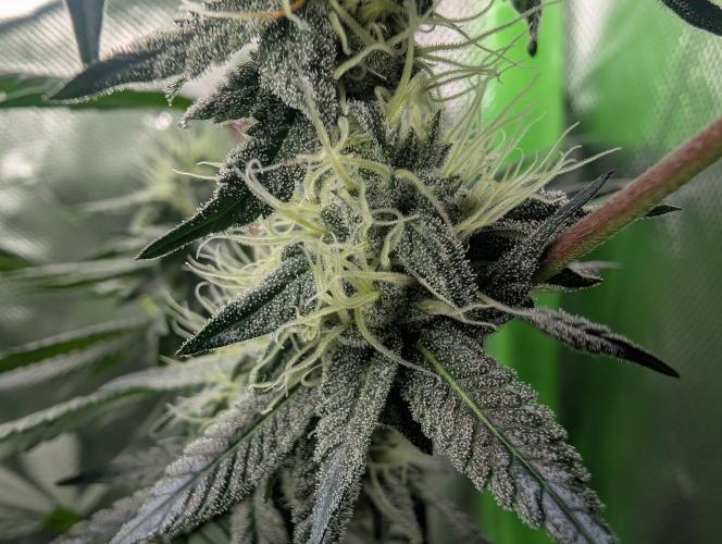 Pink Gelato. Week 12