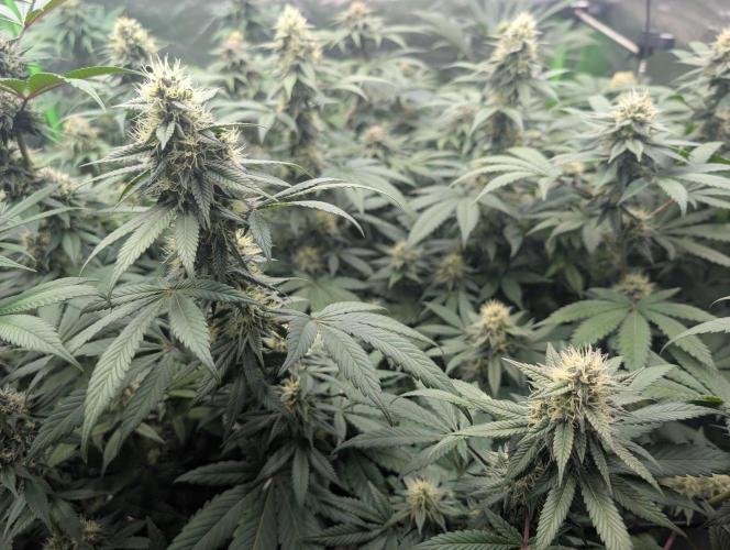 Lovely Z. Week 12