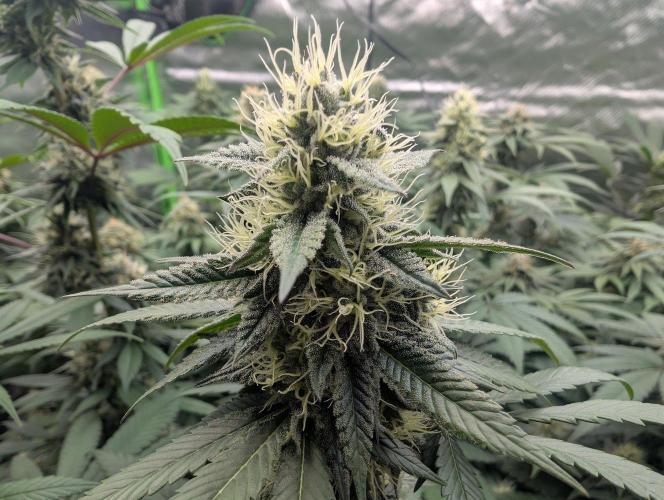 Lovely Z. Week 12