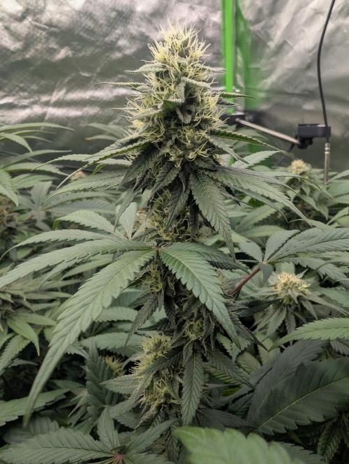 Lovely Z. Week 12