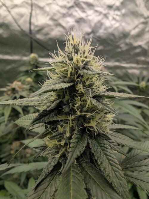 Lovely Z. Week 12