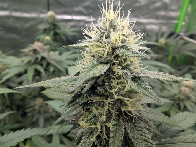 Lovely Z. Week 12