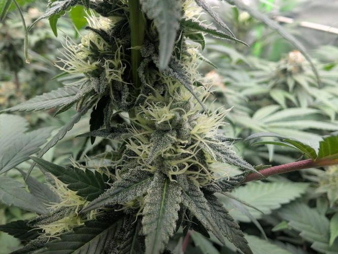 Lovely Z. Week 12