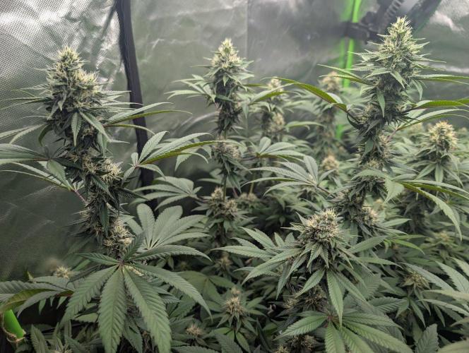 Monkey Venom. Week 12