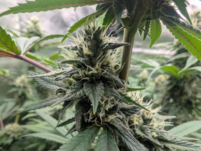 Monkey Venom. Week 12