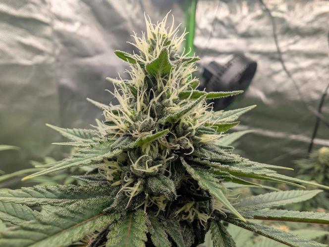 Monkey Venom. Week 12
