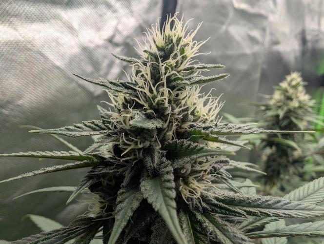 Monkey Venom. Week 12