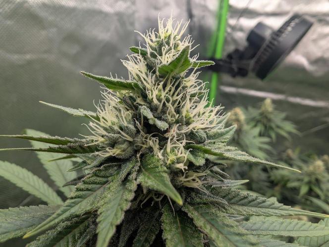 Monkey Venom. Week 12