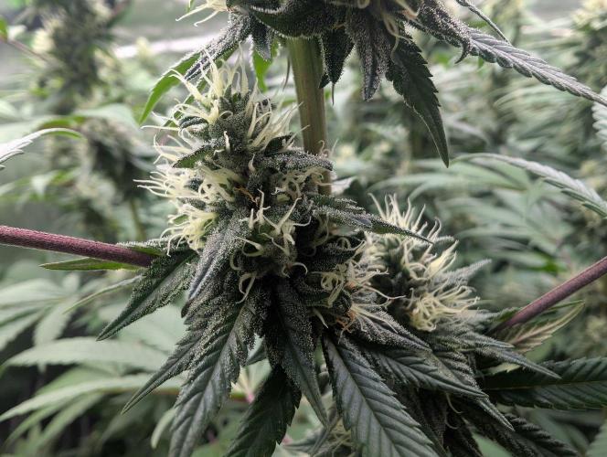 Monkey Venom. Week 12