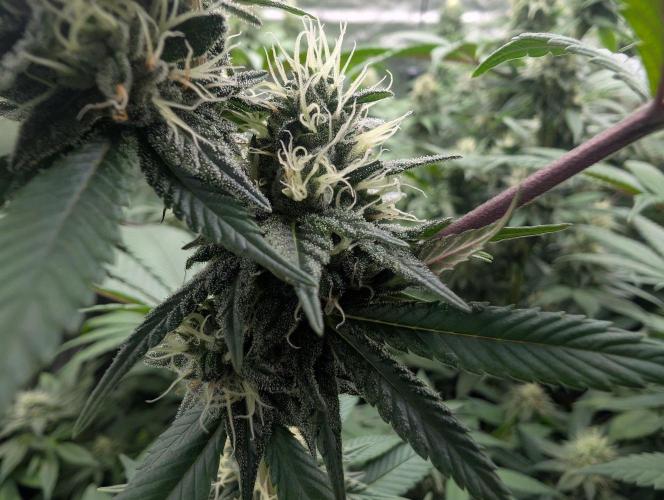 Monkey Venom. Week 12