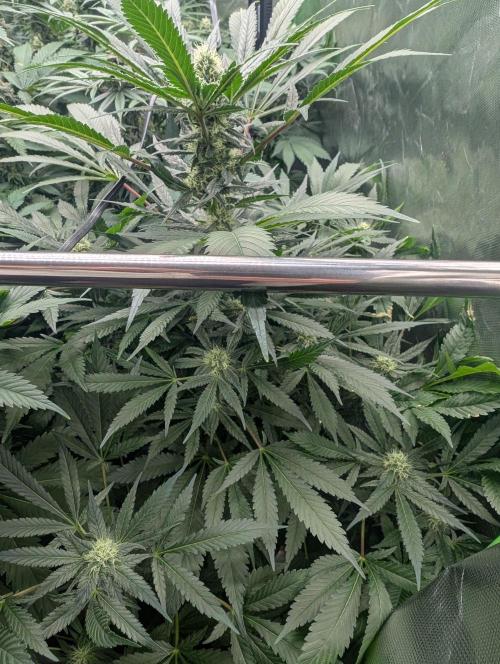 Cant have enough cookies. Week 12