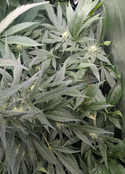 Cant have enough cookies. Week 12