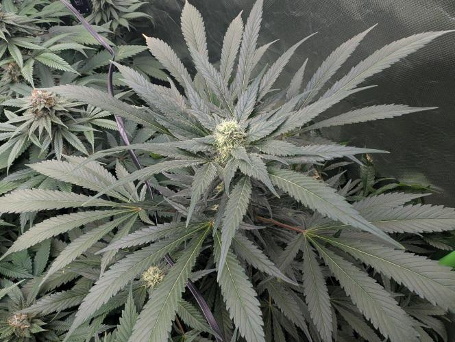 Cant have enough cookies. Week 12