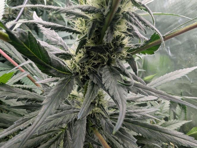 Cant have enough cookies. Week 12