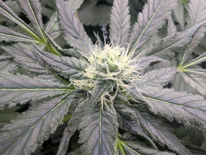 Cant have enough cookies. Week 12